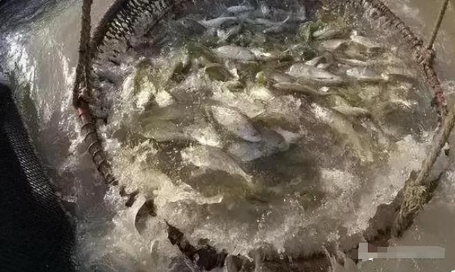 浙江养鱼大户黑暗中捕到的“鱼”白天不值钱晚上值百万(图8)