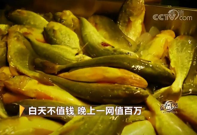 浙江养鱼大户黑暗中捕到的“鱼”白天不值钱晚上值百万(图14)
