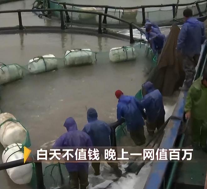 浙江养鱼大户黑暗中捕到的“鱼”白天不值钱晚上值百万(图13)