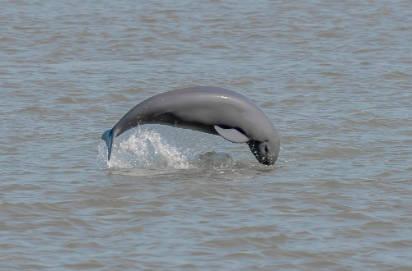 连跨4个万亿台阶“苏大强”的“新”引擎有多强？(图5)